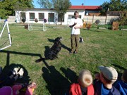 Sorbon - pes fotbalista